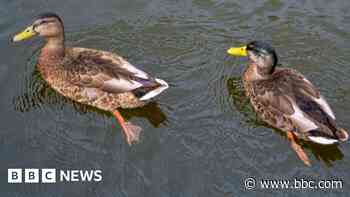 'Our lake is barren because of too many ducks'