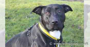 'Amazing' Alice needs a forever home