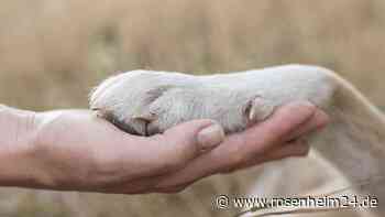 Hundepfoten: Warum sie nach Popcorn oder Käse riechen und schnelle Verfolgungsjagden erlauben