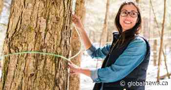 Could maple water replace coconut water? Ontario producers hope so