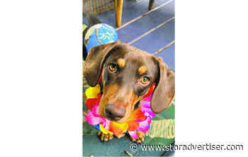 Police investigate pellet gun killing of beloved pet