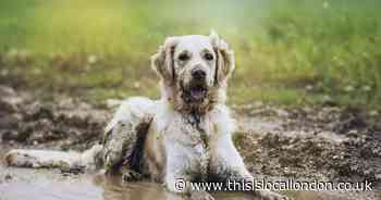 Toxic threat warning to dog owners walking pets near lakes and rivers