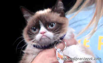 Blast from the Past: Grumpy Cat: From Viral Fame to Cultural Icon