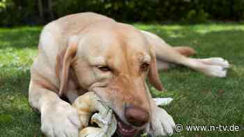 Übergewicht bei Haustieren: Warum viele Hunde einfach nicht satt werden