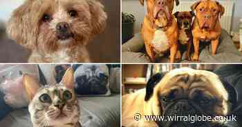 20 photos of your four-legged friends for Love Your Pet Day