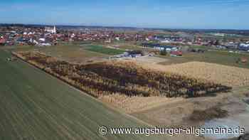 Feuer auf Elefantengrasfeld in Denklingen