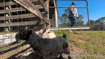 Tampa family trades in city life for farming