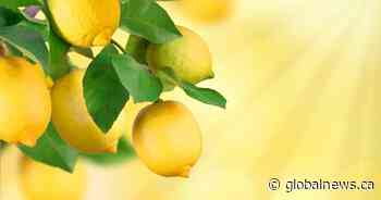 Recipe: Lemon lavender posset