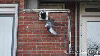 Vogel vast in net op balkon aan Vondellaan in Groningen