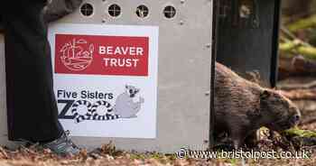 West Country river where beavers are already thriving as reintroduction plan announced