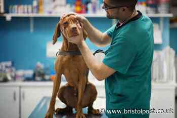 'I'm a vet - here are 4 dog and cat breeds you should steer clear of or risk huge bills'