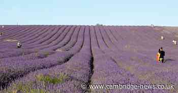 The town an easy train ride from Cambridge with beautiful lavender fields described as 'one of the best places to live'