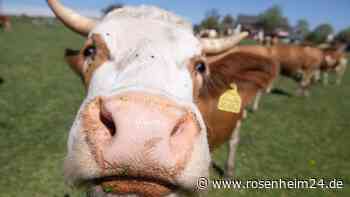 Weidepflicht für Biohöfe: „Man sollte alle dazu verdonnern“ und „Zum Veganwahn erzogen“