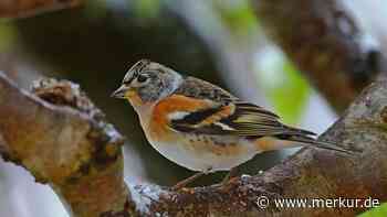 Das sind die Freisinger Ergebnisse aus der „Stunde der Wintervögel“