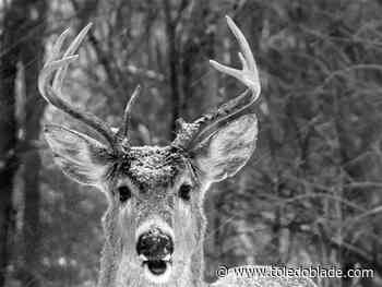 Entries being accepted for 33rd annual Life on Lake Erie Photo Contest