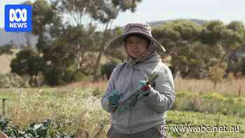 Tasmanian Hmong market farmers not immune to succession issue