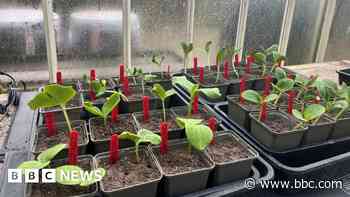 Full moon planting a success for historic garden