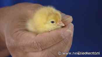 Vaccineren begint tegen dodelijke vogelgriep: 'Historische dag'