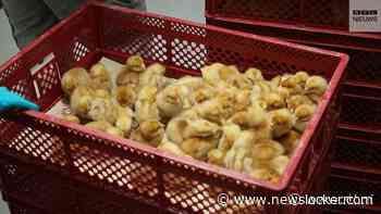 Vaccinatie tegen vogelgriep van start: 'We kunnen nu veel ellende voorkomen'