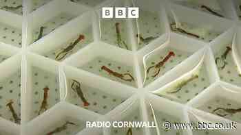 Hundreds of baby lobsters released in Falmouth