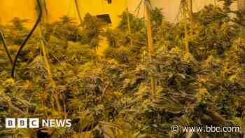 Hundreds of cannabis plants seized in drugs raids