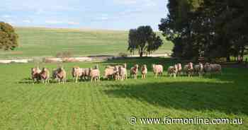 How the next three months will play out for lamb prices: MLA's forecast