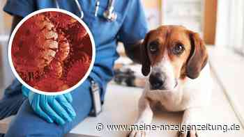 Jetzt auch Haustiere von gefährlichem Virus betroffen – Forscher warnen vor „stiller Pandemie“