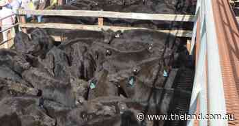 Buoyant market pushes weaner steers to $1185 at Braidwood