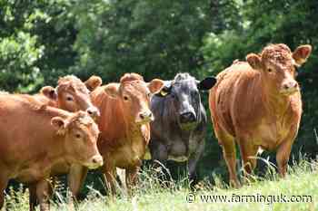 Cattle populations in Britain decline for tenth consecutive year