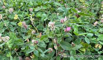 New project set to predict nutrient release from cover crops