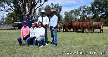 Cows sell to four states as Futurity moves to spring calving program