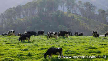 Melkproductie in Oceanië loopt nogal uiteen