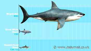 Scientists reveal what The Meg REALLY looked like - and the terrifying predator was even longer than we thought