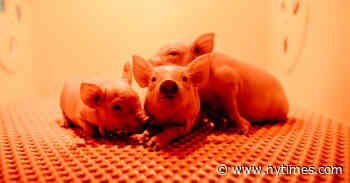 For Patients Needing Transplants, Hope Arrives on Tiny Hooves