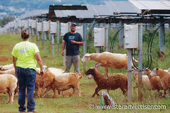 Wildfire mitigation: Bringing out the sheep, goats to keep vegetation in check