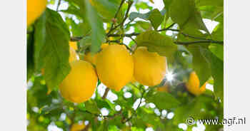 Telersprijzen citroenen fors gestegen