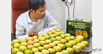 Grote mango-oogst in India verwacht