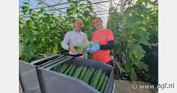 "Eerste biologische komkommers van het seizoen geoogst"