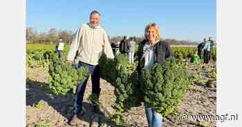 Plukdag onverkochte boerenkool geslaagd, maar nog altijd kilo's zonder bestemming