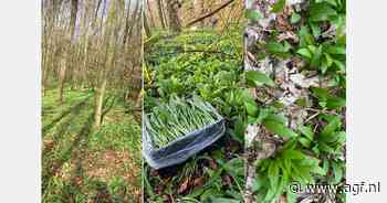 "Grote bereidheid winkelacties voor bio-daslook"