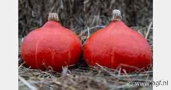 Nieuw bio-pompoenras geschikt voor machinale oogst