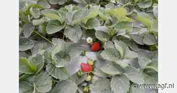 "Aanbod Spaanse aardbeien al afgenomen"