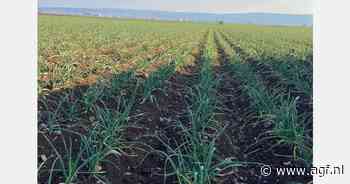 "Italiaanse knoflookoogst begin mei van start"