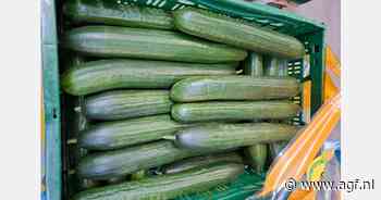 "Mooi weer zorgt deze week voor zeer grote volumes komkommers op de markt"
