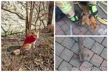 Poot van Gaston geamputeerd nadat katje vastzit in vossenklem: “We kregen hem samen met broertje Leo als trouwcadeau”