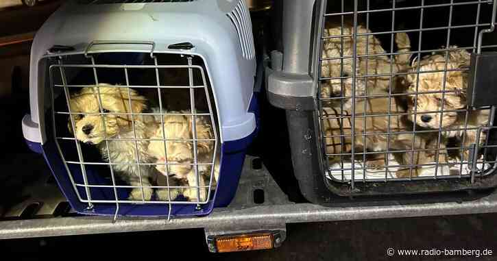 Zöllner entdecken geschmuggelte Hundewelpen dicht gedrängt