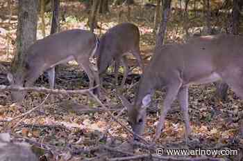 Arlington deer-culling efforts come with $151K price tag in budget proposal