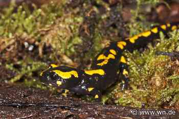 Allwetterzoo will bedrohten Feuersalamander retten