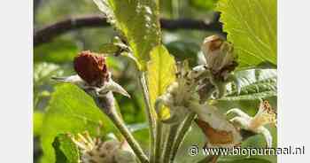 Vrijstellingen Raptol en Curatio voor (biologische) appel- en perenteelt