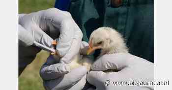 Pilot vaccinatie pluimvee tegen vogelgriep van start